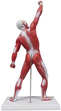 Ultrassist İnsan Kas Figürü, 20 Minyatür Anatomi Kas Modeli, İnsan Kas Modelinin Yüzeysel Yapısının İdeal Görüntüleme ve Görselleştirme