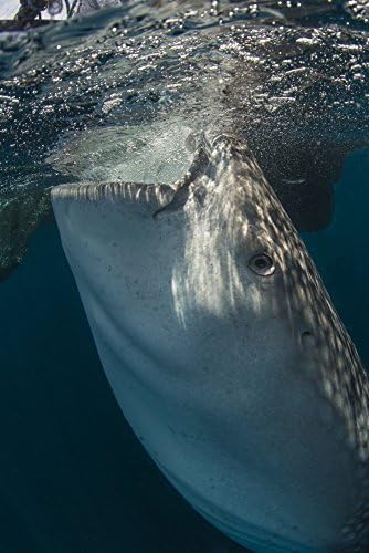 Posterazzi Büyük balina köpekbalığı sifon su yüzeyinden güneş ışınları ile boyama hatları onun cilt üzerinde Cenderawasih Bay